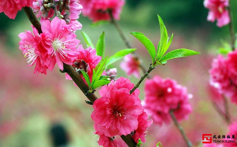 春暖花開踏青季團建不一樣