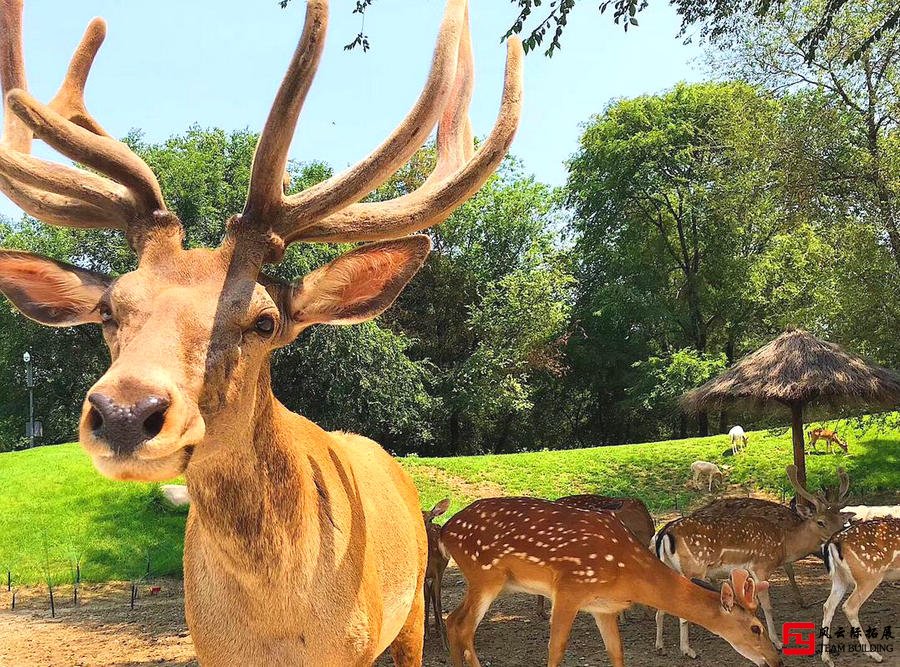 北京野生動物園團(tuán)建活動